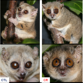 Eating less enables lemurs to live longer