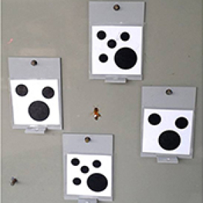 Bees and the thought of naught
